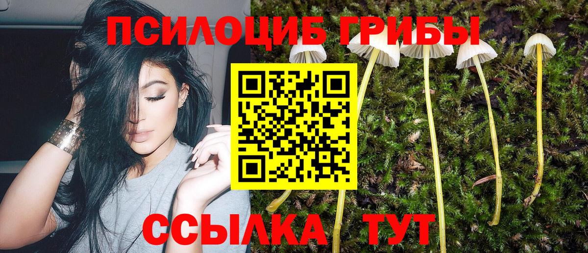 Псилоцибиновые грибы Psilocybine cubensis Тольятти